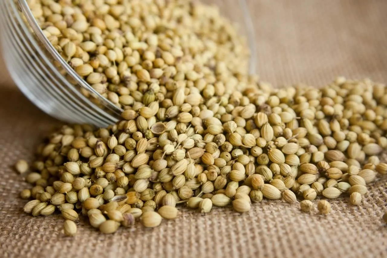 Coriander Seeds 